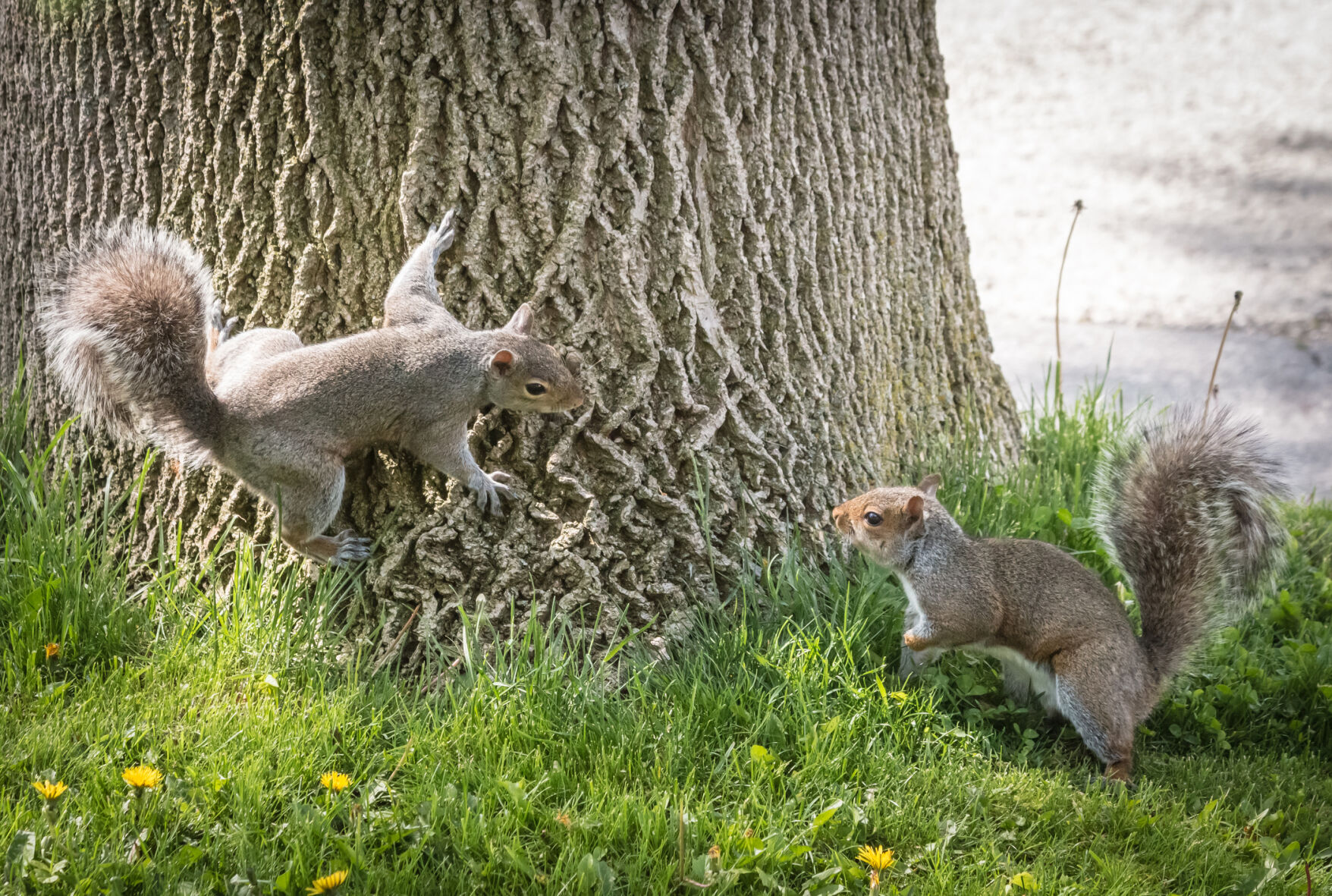 Master Gardeners of Napa County: My neighbors, the squirrels